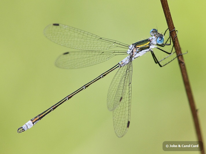 J14_2023 Lestes sponsa male.JPG